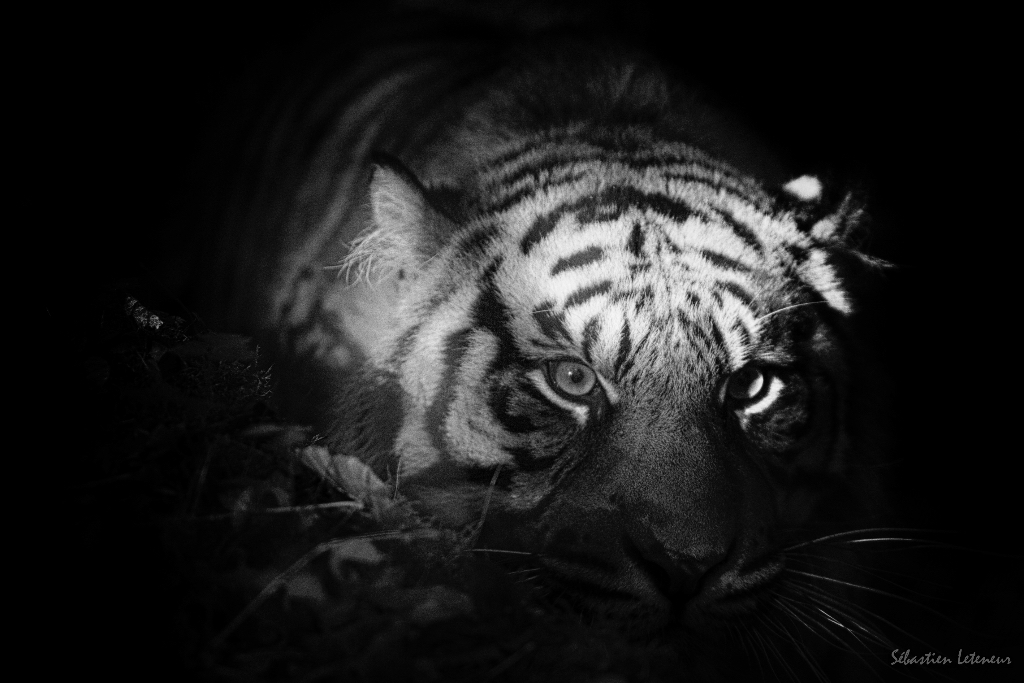 Tigre de Sumatra (Panthera tigris sumatrae)